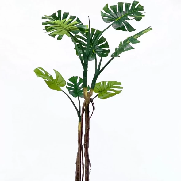 Monstera 160 - Planta