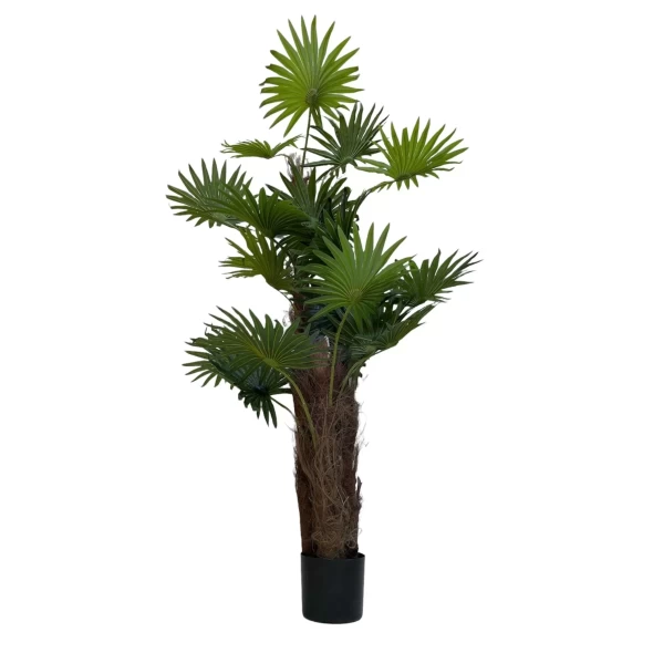 Palmera Abanico 160 - Planta